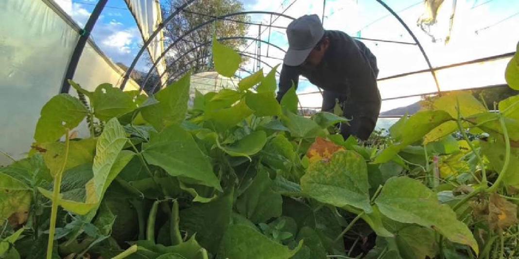 Kolay pişiyor, lezzetiyle fark atıyor! Dünya şeflerinin gözü bu üründe: Kilosu 500 TL’den satılıyor 3